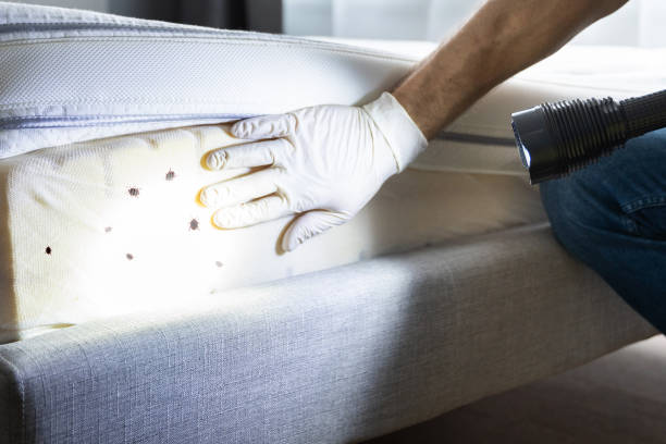 Best Ant Control Services  in Teviston, CA